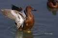 Cinnamon-Teal;Teal;one-animal;close-up;color-image;photography;day;outdoors-Wild
